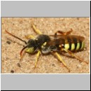 Nomada lathburiana - Wespenbiene m22d 9mm - Sandgrube Niedringhaussee det.jpg